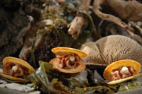 Passion Fruit Oysters